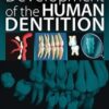 Development of the Human Dentition